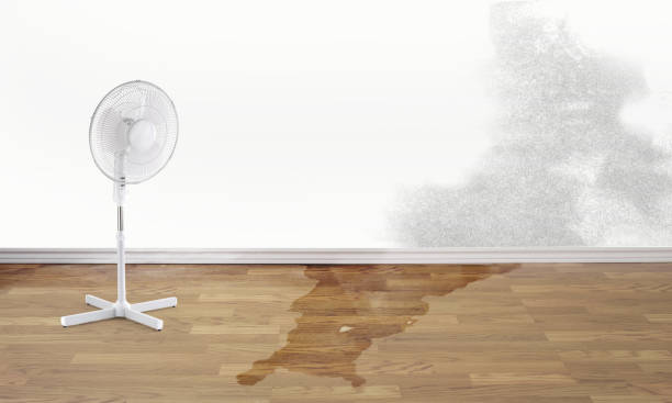 Best Professional water damage repair  in Jones Creek, TX